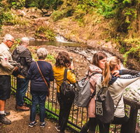 Full-day Springbrook National Park Tour from the Gold Coast - Newcastle Accommodation