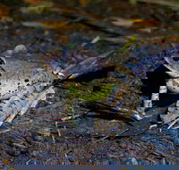 Glow Worms Private Tour - Nocturnal Rainforest Walk