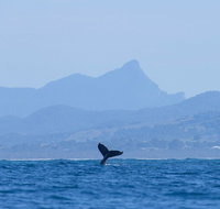 The Byron Bay Sea Kayak Tour - Newcastle Accommodation