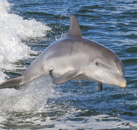 Noosa Oceanrider Scenic Dolphin Safari - Newcastle Accommodation