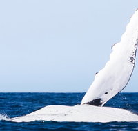 2-Hour Guided Whale Watching Tour at Noosa - Newcastle Accommodation