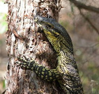 Byron Bay Combo Hinterland Tour Including Minyon Falls and Kayaking with Dolphins - Newcastle Accommodation