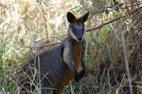 Byron Bay Combo: Hinterland Tour Including Minyon Falls And Kayaking With Dolphins - Newcastle Accommodation 2