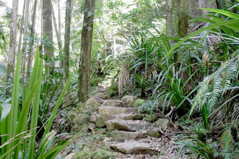 Byron Bay Combo: Hinterland Tour Including Minyon Falls And Kayaking With Dolphins - Newcastle Accommodation 5