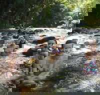 Daintree Rainforest Cape Tribulation Mossman Gorge Small-Group Day Tour - Newcastle Accommodation