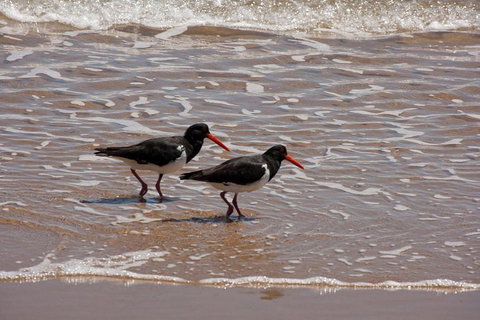 1770 Coastline Tour By LARC Amphibious Vehicle Including Picnic Lunch - Newcastle Accommodation 2