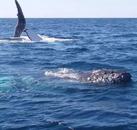 Noosa Whale Watching - Newcastle Accommodation