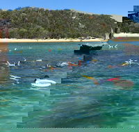 All Inclusive Dolphin and Tangalooma Wrecks Cruise - Newcastle Accommodation