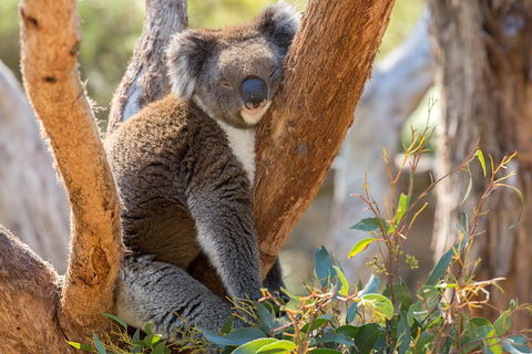 Mount Lofty Hike And Cleland Wildlife Park Day Trip From Adelaide - Newcastle Accommodation 2