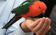 O'Reilly's & Lamington National Park From Brisbane - thumb 1