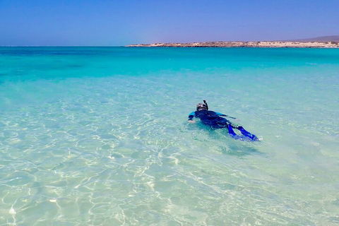 Ningaloo In A Day - Full Day Hike And Snorkel Tour With Lunch - Newcastle Accommodation 4
