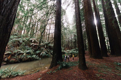 LGBT+ Friendly 3 Day Private Tour Great Ocean Road & Phillip Island - Newcastle Accommodation 2