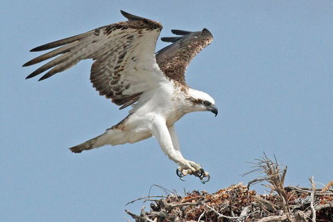 Pink Lake + Abrolhos Islands Nature Tour - Newcastle Accommodation 3