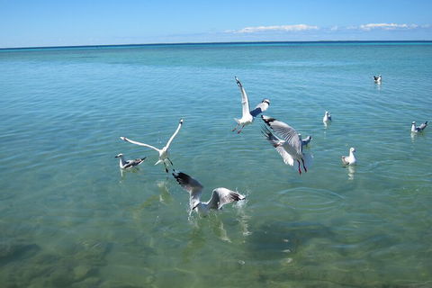 Pink Lake + Abrolhos Islands Nature Tour - Newcastle Accommodation 5