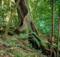 Private Daintree Mossman Gorge Exclusive Nature and Wildlife Focus