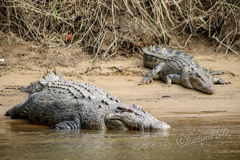 Daintree And Cape Tribulation Full Day Guided Tour - Newcastle Accommodation 3