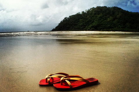 Daintree And Cape Tribulation Full Day Guided Tour - Newcastle Accommodation 4