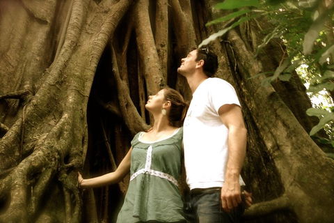 Daintree And Cape Tribulation Full Day Guided Tour - Newcastle Accommodation 5