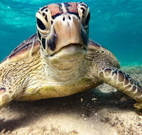 Sail Snorkel SUP  Kayak Charter Whitsundays - Newcastle Accommodation