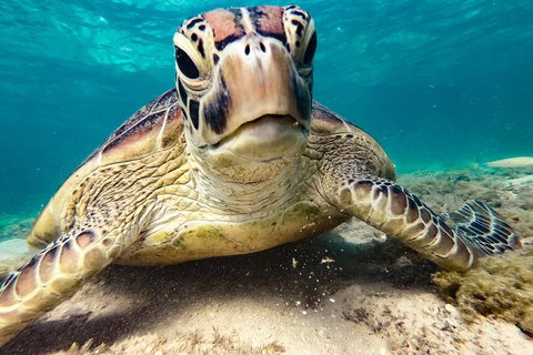 Sail, Snorkel, SUP & Kayak Charter Whitsundays - Newcastle Accommodation 0