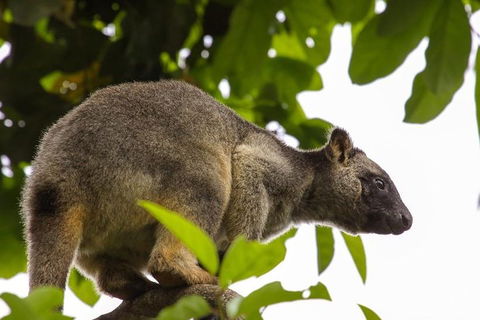 Cairns & Port Douglas All-Inclusive 7 Days Touring Package - New Castle Tourism 3
