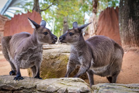 The Ultimate Sydney Attractions Pass - Newcastle Accommodation 2