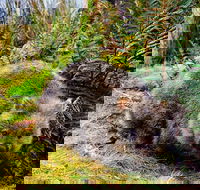 Cradle Mountain National Park Day Tour from Launceston - New Castle Tourism