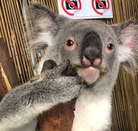 Kuranda Tour Deluxe Course with Kuranda 3 Zoos or Free Course