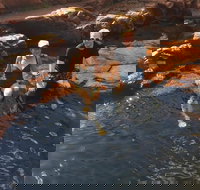 One Day Litchfield Park Adventures - Newcastle Accommodation