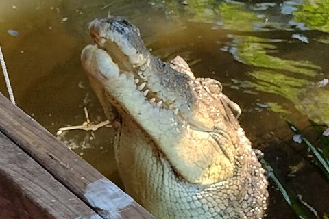 Litchfield Park Adventures And Jumping Crocodile Cruise + Butterfly Farm - Newcastle Accommodation 5