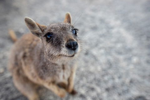 Chillagoe Caves And Outback Day Trip From Cairns - New Castle Tourism 2