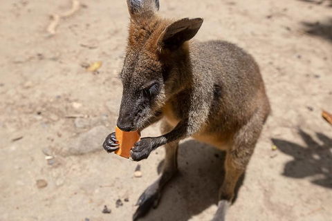 Chillagoe Caves And Outback Day Trip From Cairns - New Castle Tourism 5