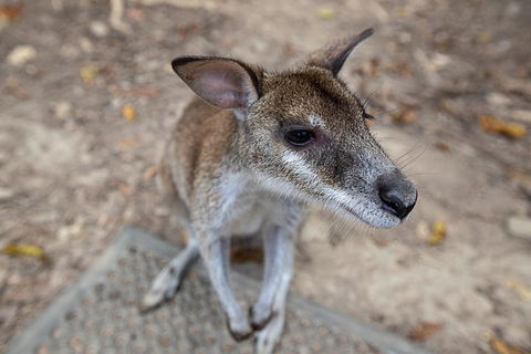 2 Day Daintree Rainforest, Cape Tribulation And Outback Chillagoe Tour - New Castle Tourism 4