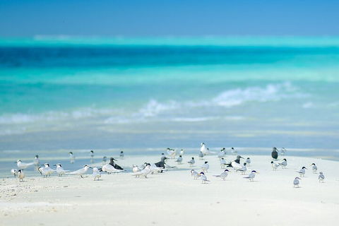 Private Coral Cay Bubbles Tour - New Castle Tourism 2