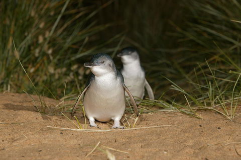 Phillip Island Penguin, Brighton Beach, Moonlit Sanctuary From Melbourne - Newcastle Accommodation 2