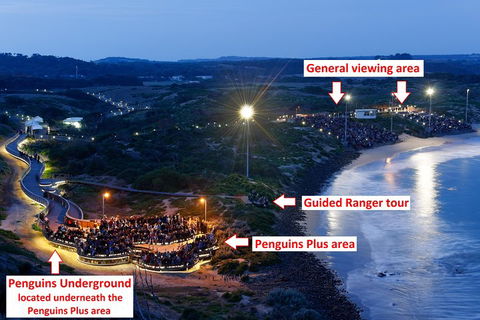 Phillip Island Penguin, Brighton Beach, Moonlit Sanctuary From Melbourne - Newcastle Accommodation 4