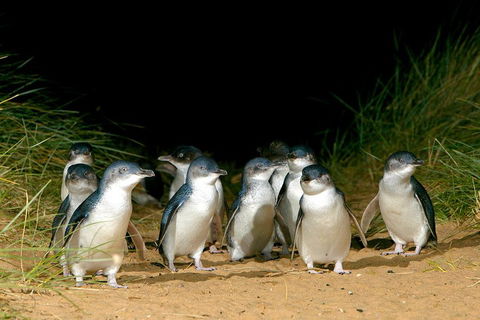 Phillip Island Penguin, Brighton Beach, Moonlit Sanctuary From Melbourne - Newcastle Accommodation 5