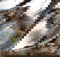 Great Ocean Road Sunset Tour from Melbourne - New Castle Tourism