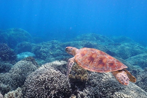Calypso Outer Great Barrier Reef Cruise From Port Douglas - Newcastle Accommodation 2