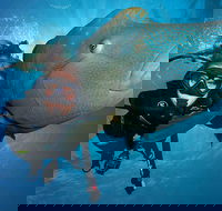 Great Barrier Reef Snorkeling and Diving Cruise from Cairns - New Castle Tourism
