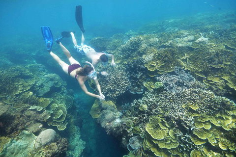 Cruise To Moore Reef Pontoon And Return Helicopter Flight From Cairns - Newcastle Accommodation 3