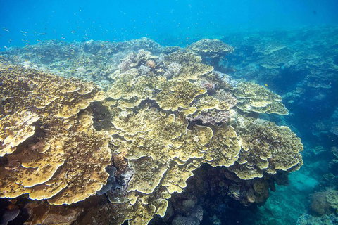 Cruise To Moore Reef Pontoon And Return Helicopter Flight From Cairns - Newcastle Accommodation 5