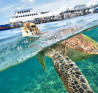 Scenic Helicopter Flight to Moore Reef and Return Snorkeling Cruise from Cairns