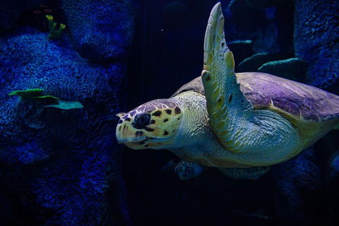 Sydney Attractions Pass: SEA LIFE Aquarium, Sydney Tower Eye, WILD LIFE Zoo And Madame Tussauds - Newcastle Accommodation 1