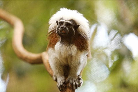 Breakfast With The Koalas At Hartley's Crocodile Park From Cairns Or Palm Cove - New Castle Tourism 3