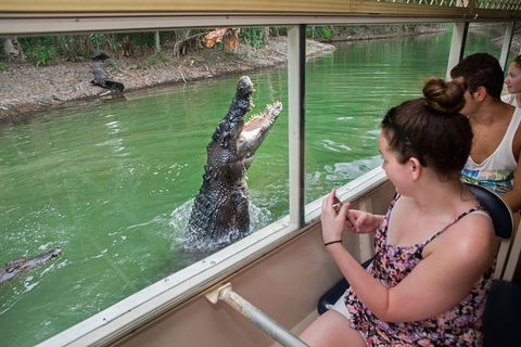 Breakfast With The Koalas At Hartley's Crocodile Park From Cairns Or Palm Cove - New Castle Tourism 4