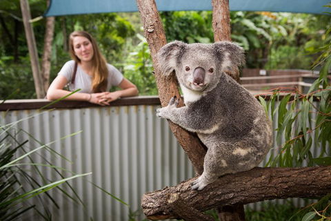 Breakfast With The Koalas At Hartley's Crocodile Park From Cairns Or Palm Cove - New Castle Tourism 5