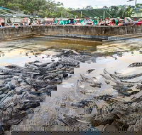 Hartley's Crocodile Adventures Day Trip from Cairns - New Castle Tourism