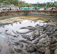 Hartley's Crocodile Adventures Day Trip from Palm Cove - Newcastle Accommodation