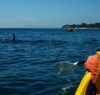 Mornington Peninsula Kayak Coastline Tour of Dolphin Sanctuary - Newcastle Accommodation
